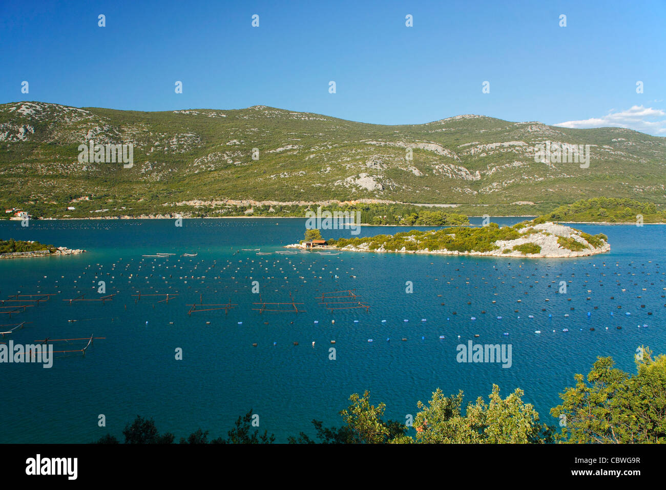 Oyster e mitilicoltura in Mali Ston Bay, Croazia Foto Stock