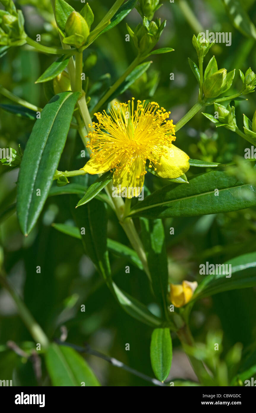 Arbustiva St. Johns Wort, il bastoncino di cannella (Hypericum prolificum) Fiori e boccioli. Foto Stock