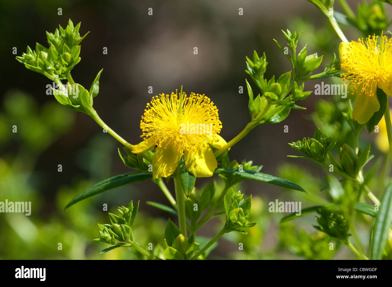 Arbustiva St. Johns Wort, il bastoncino di cannella (Hypericum prolificum), fiori e boccioli. Foto Stock