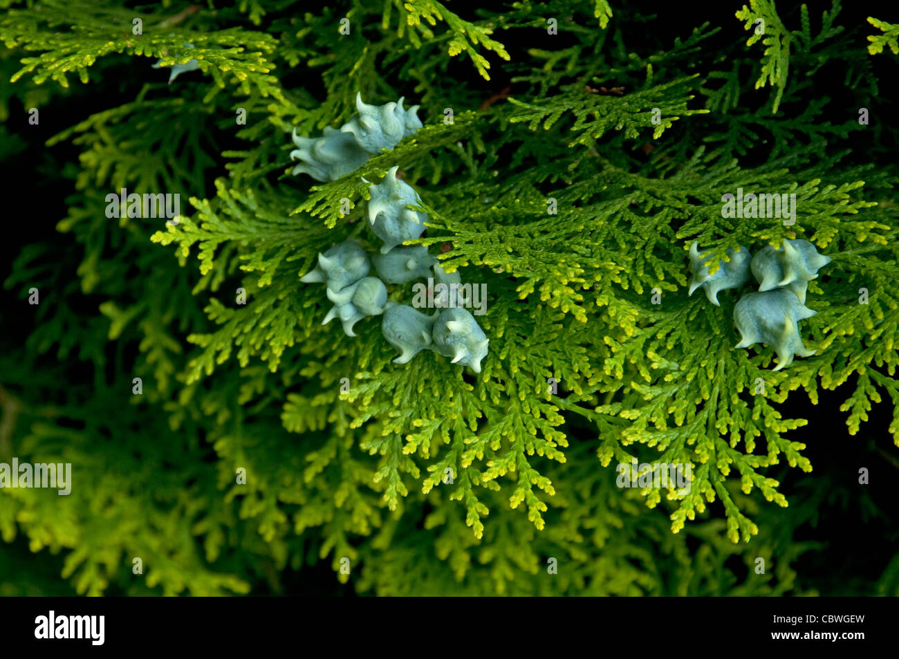 Arborvitae cinese (Platycladus orientalis), ramoscello con coni. Foto Stock