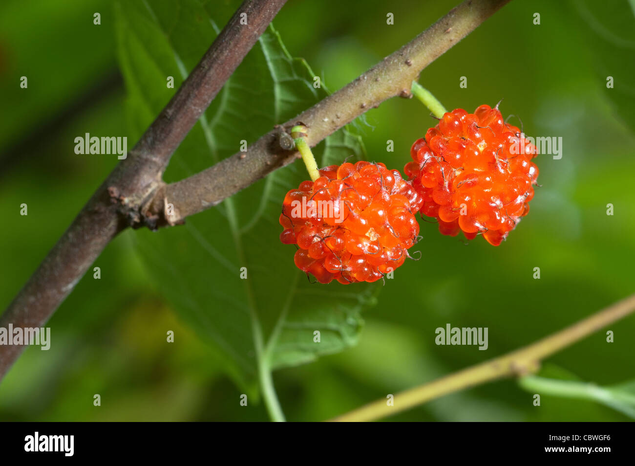 Carta di gelso (Broussonetia kazinoki Kozo), frutti maturi su un ramoscello. Foto Stock