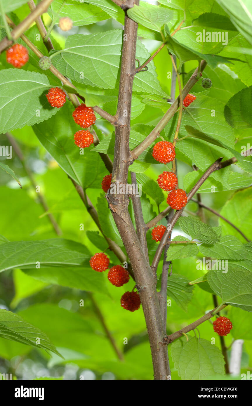 Carta di gelso (Broussonetia kazinoki Kozo), frutti maturi su un ramoscello. Foto Stock