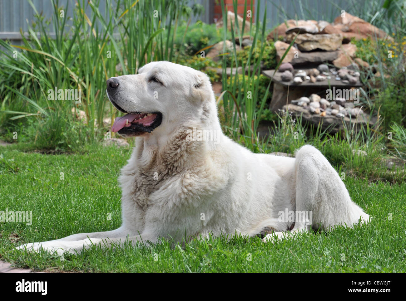 Bianco In Asia Centrale Il Cane Pastore Foto Stock Alamy