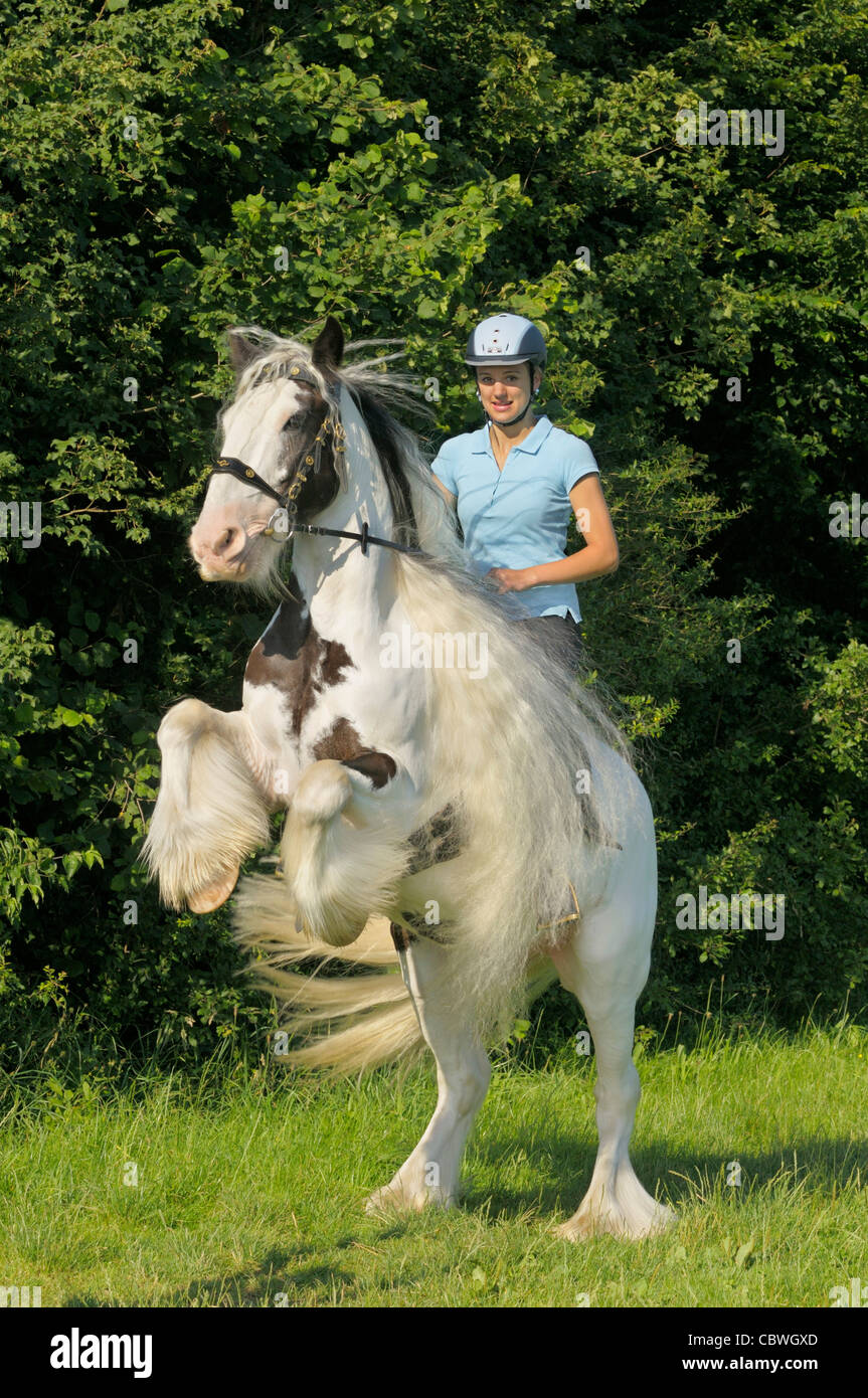 Giovane pilota sul retro di un allevamento Irish Tinker cavallo Foto Stock