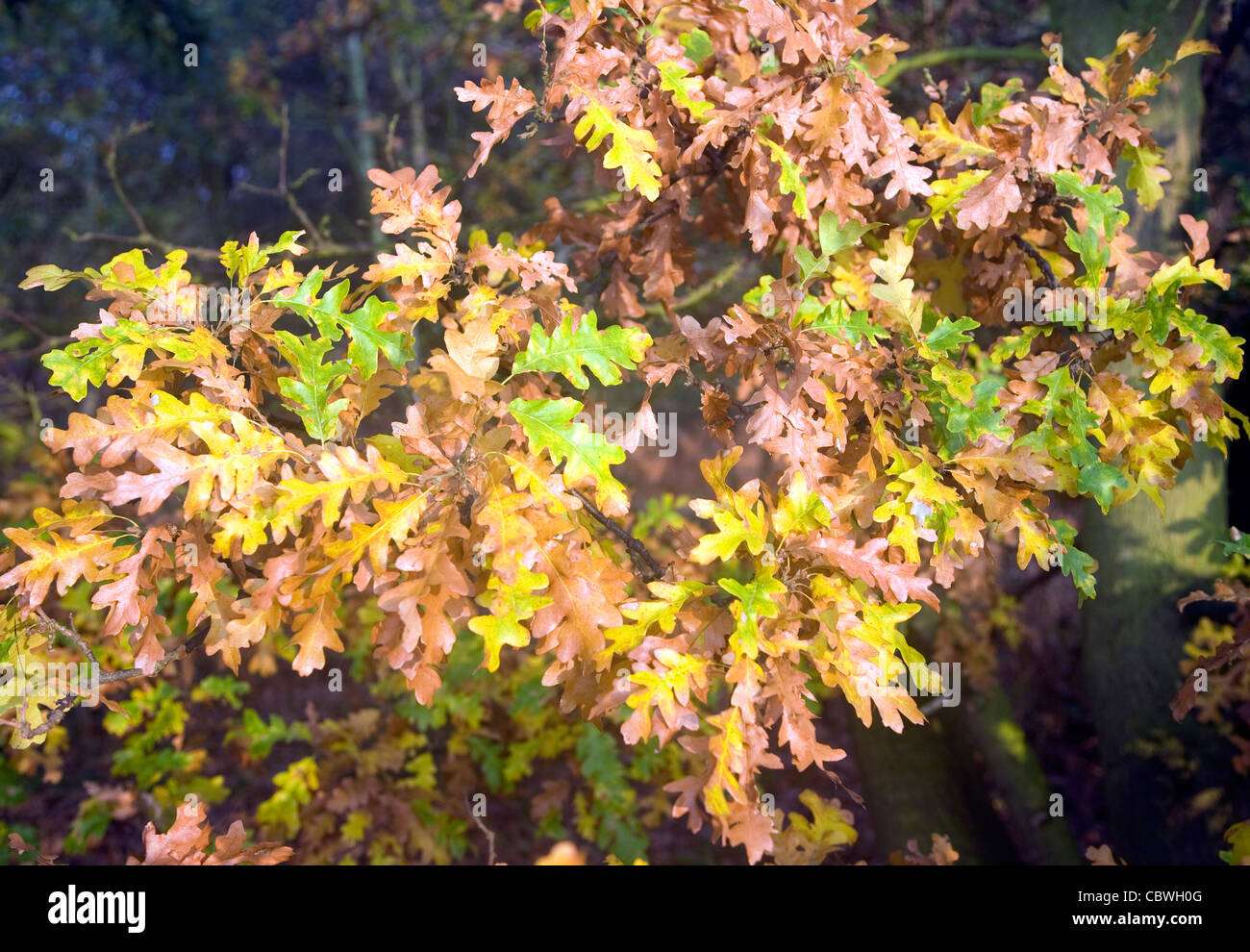 Colori autunnali di foglie di quercia Foto Stock