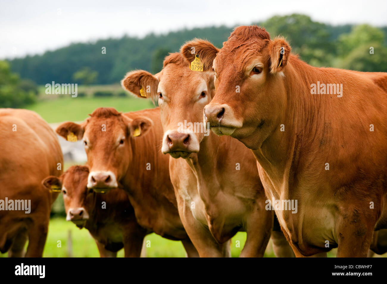 Allevamento del Limousin bovini da carne. Foto Stock