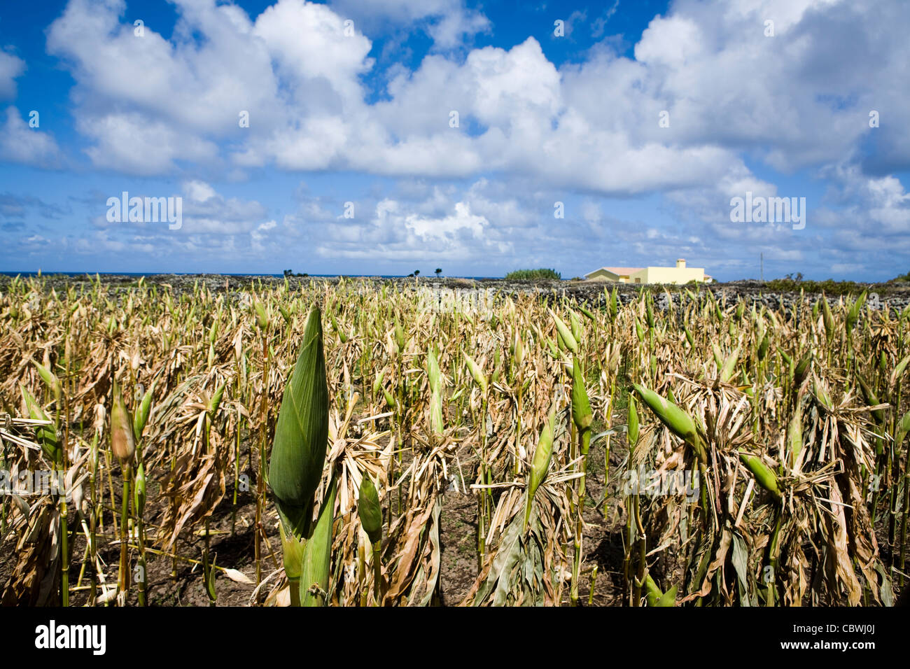 Campo di grano sulla costa occidentale di Flores, la più occidentale isola delle Azzorre Foto Stock