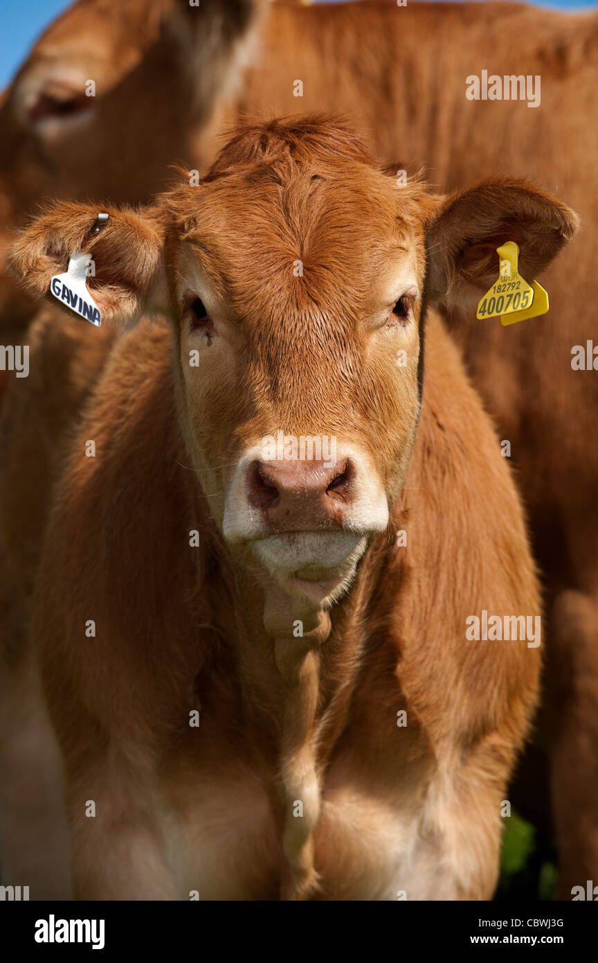 Giovani Limousin carni bovine vitello in pascolo che mostra le etichette di identificazione. Foto Stock