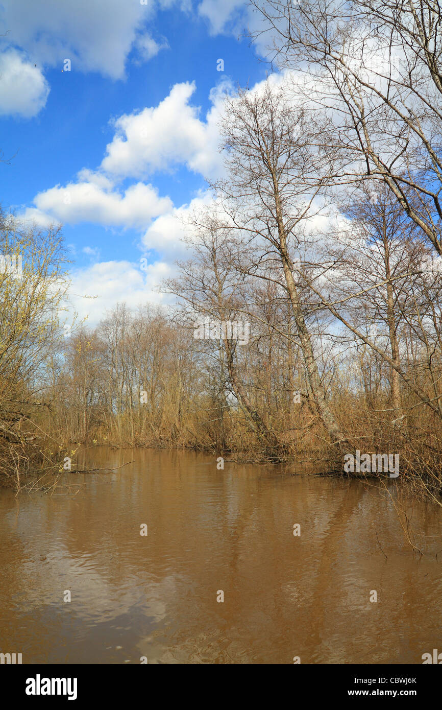 La molla di legno in acqua del diluvio Foto Stock