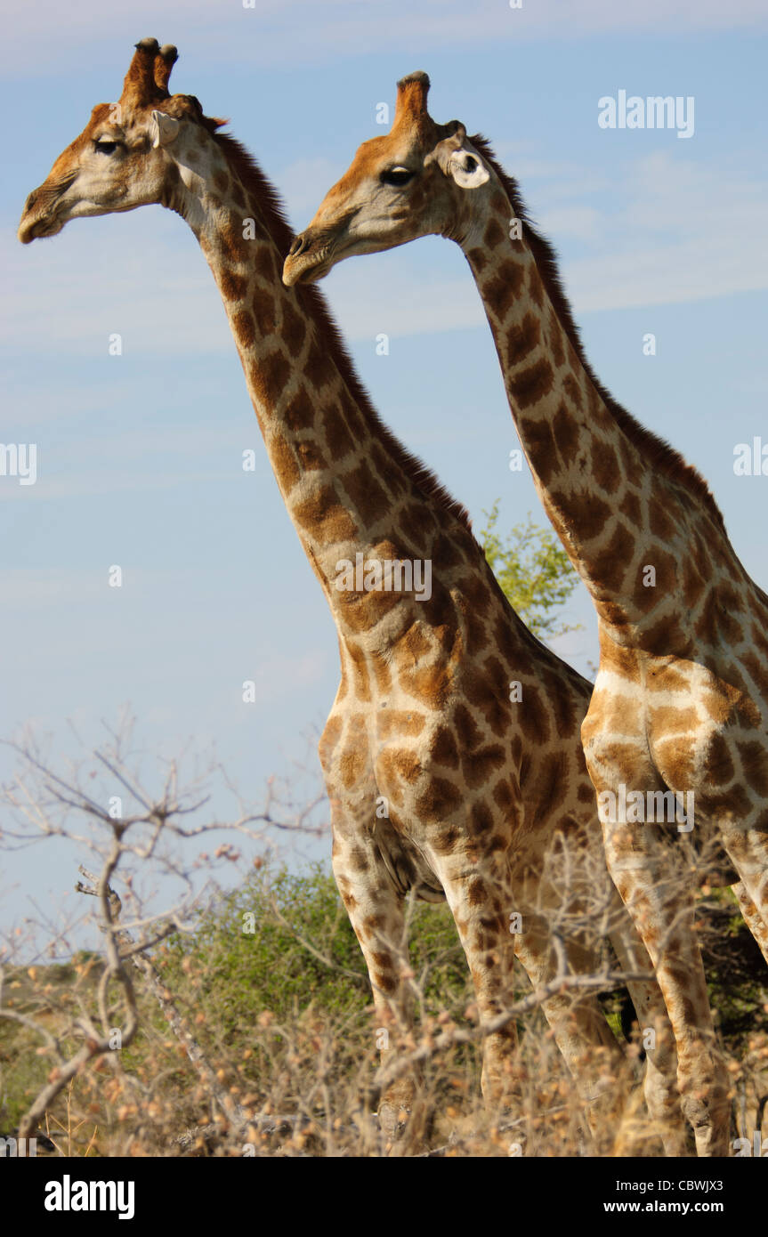 Due giraffe (Giraffa camelopardalis angolensis) in Etosha National Park, Namibia. Foto Stock