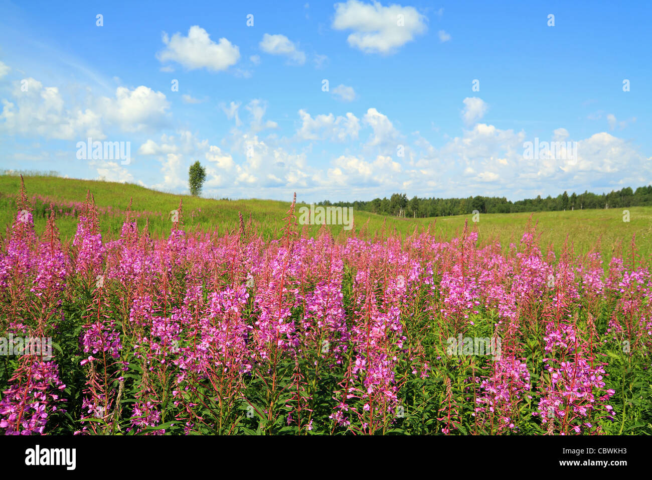 Malva flowerses sul campo Foto Stock