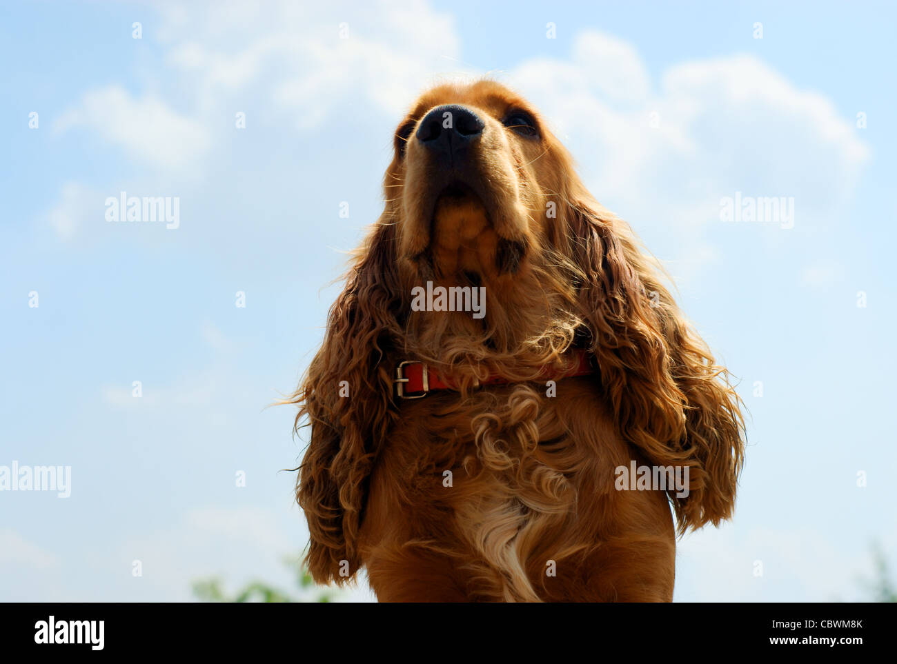 Cocker Spaniel - cielo blu con nuvole Foto Stock