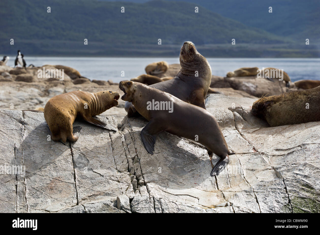Antartico le foche, Canale del Beagle, ARGENTINA Foto Stock