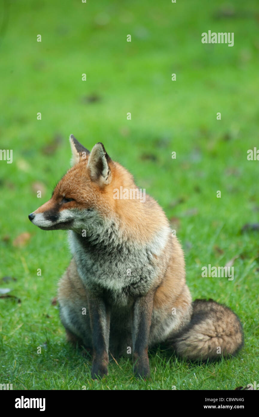 La volpe rossa seduta su un giardino prato in Londra, Regno Unito Foto Stock