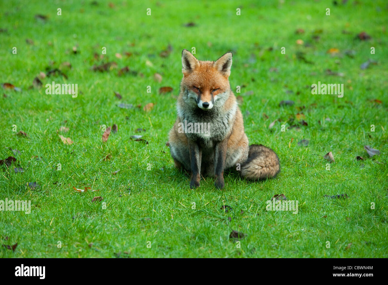 La volpe rossa seduta su un giardino prato in Londra, Regno Unito Foto Stock
