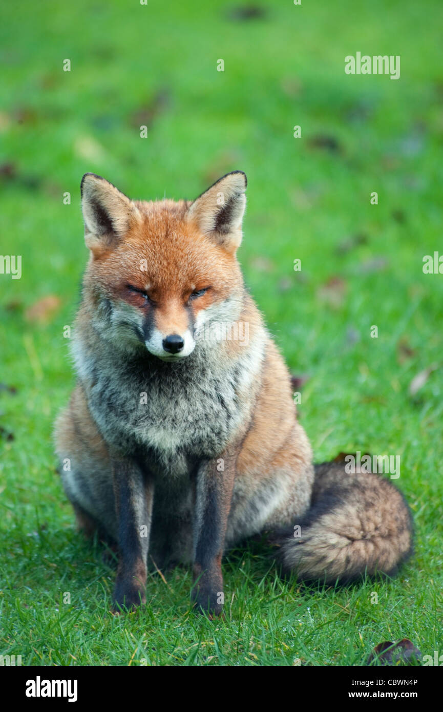 La volpe rossa seduta su un giardino prato in Londra, Regno Unito Foto Stock