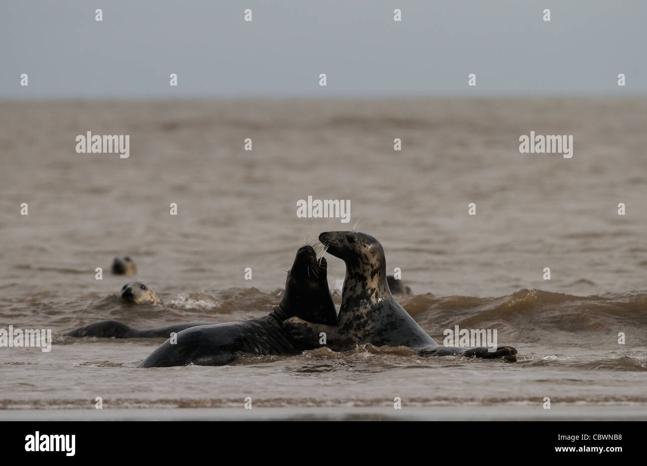 Le guarnizioni di tenuta comune e le foche grigie giocare intorno fotografato presso la spiaggia di Donna Nook, Lincolnshire Coast, Inghilterra, Gran Bretagna. Foto Stock