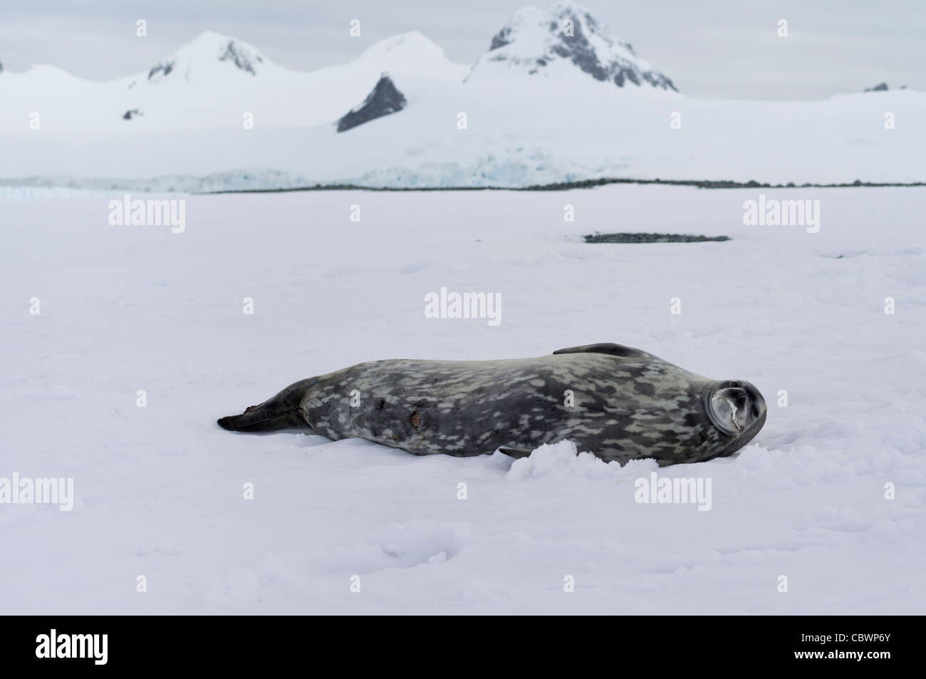 HALF MOON ISLAND, Antartide Foto Stock