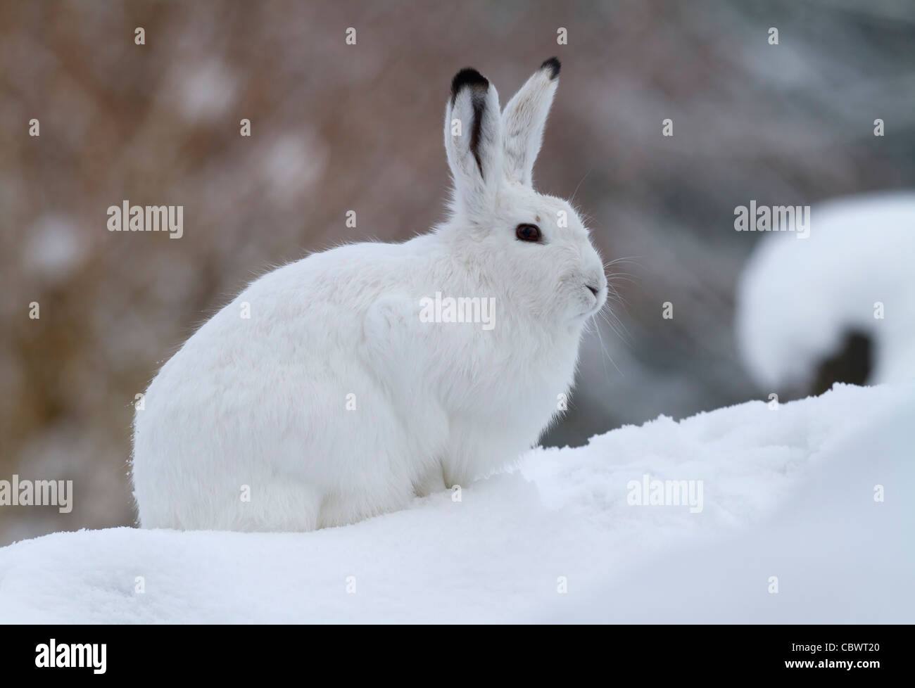 La lepre bianca nella neve (Lepus timidus) Foto Stock