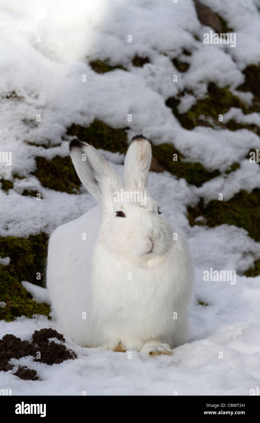 La lepre bianca nella neve (Lepus timidus) Foto Stock