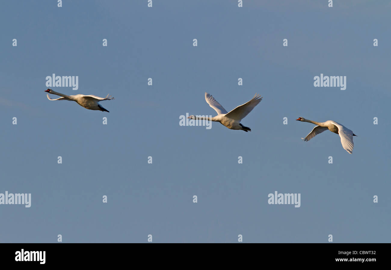 Cigni bianchi (Cygnus olor) Foto Stock