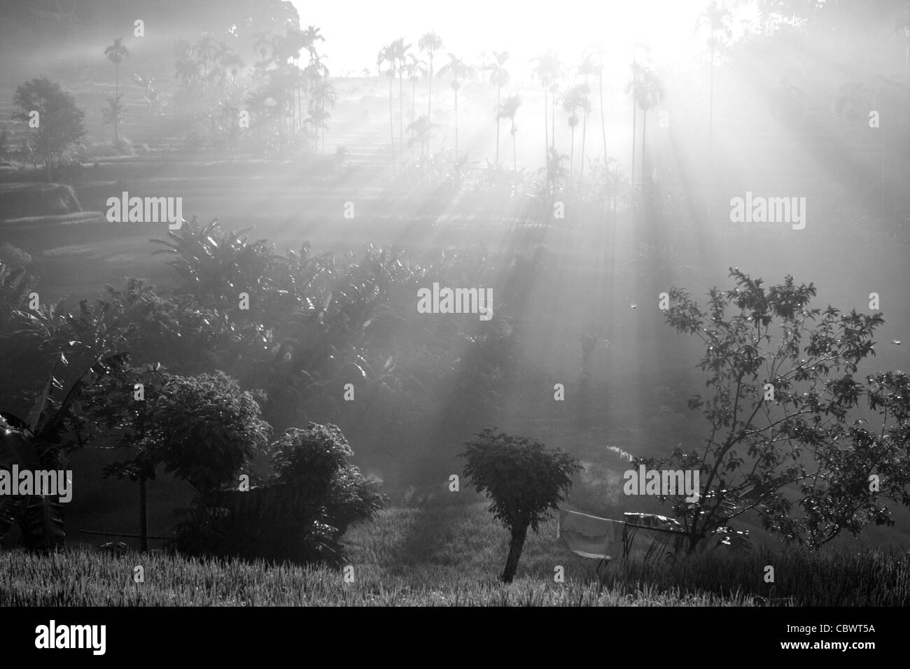 Terrazze di riso nella luce del sole di mattina Foto Stock