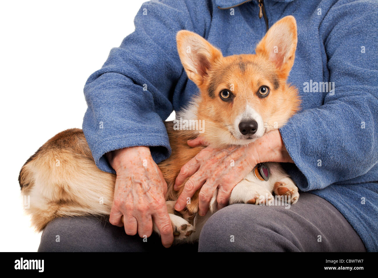 La cura delle mani della donna senior e giovani tri-color Permbroke Welsh Corgi puppy seduta sul suo giri e in attesa Foto Stock