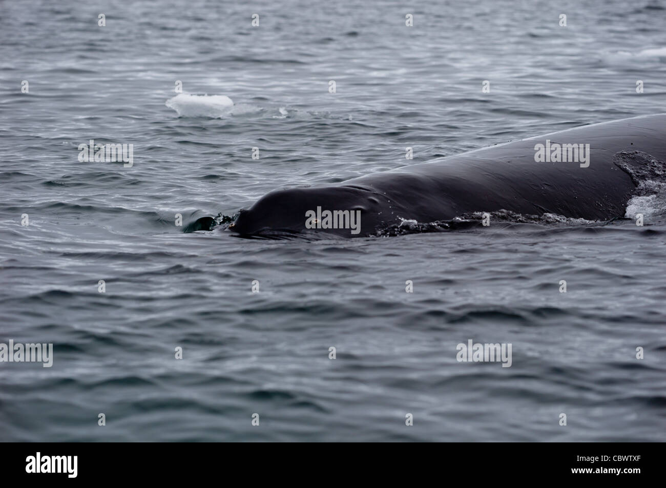 HUMPBACK WHALE MUSO WILHELMINA BAY ANTARTIDE Foto Stock