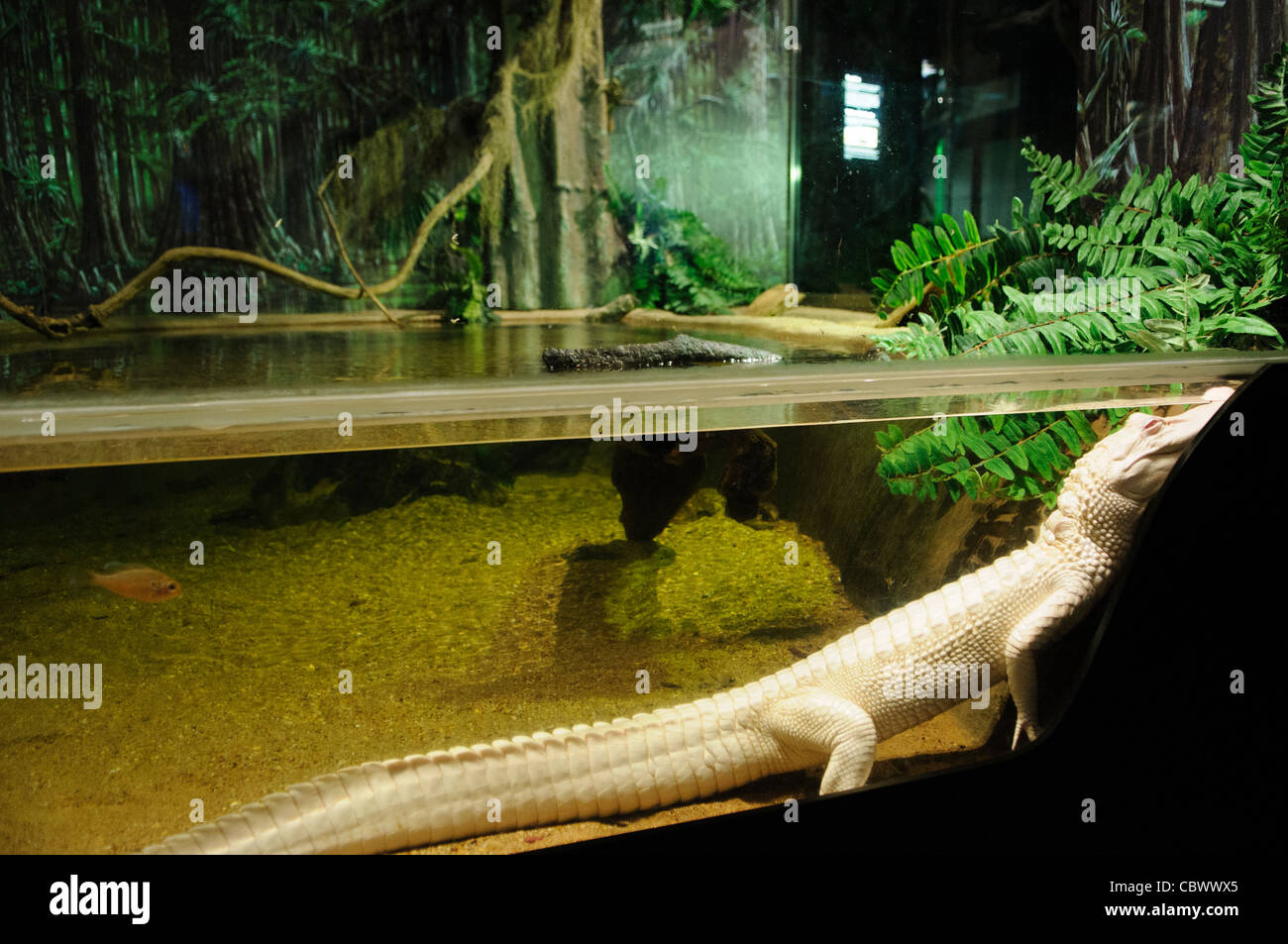 Albino Alligator National Aquarium Washington DC // WASHINGTON DC - Oleander, un raro alligatore albino, è stato esposto al National Aquarium nell'edificio del Dipartimento del commercio come parte della mostra Secrets of the Swamp del 2011. La struttura, operativa dal 1932 al 2013, ha ospitato mostre che evidenziano vari ambienti marini e acquatici. Gli alligatori albini sono estremamente rari in natura, con solo poche dozzine di esemplari noti. Foto Stock