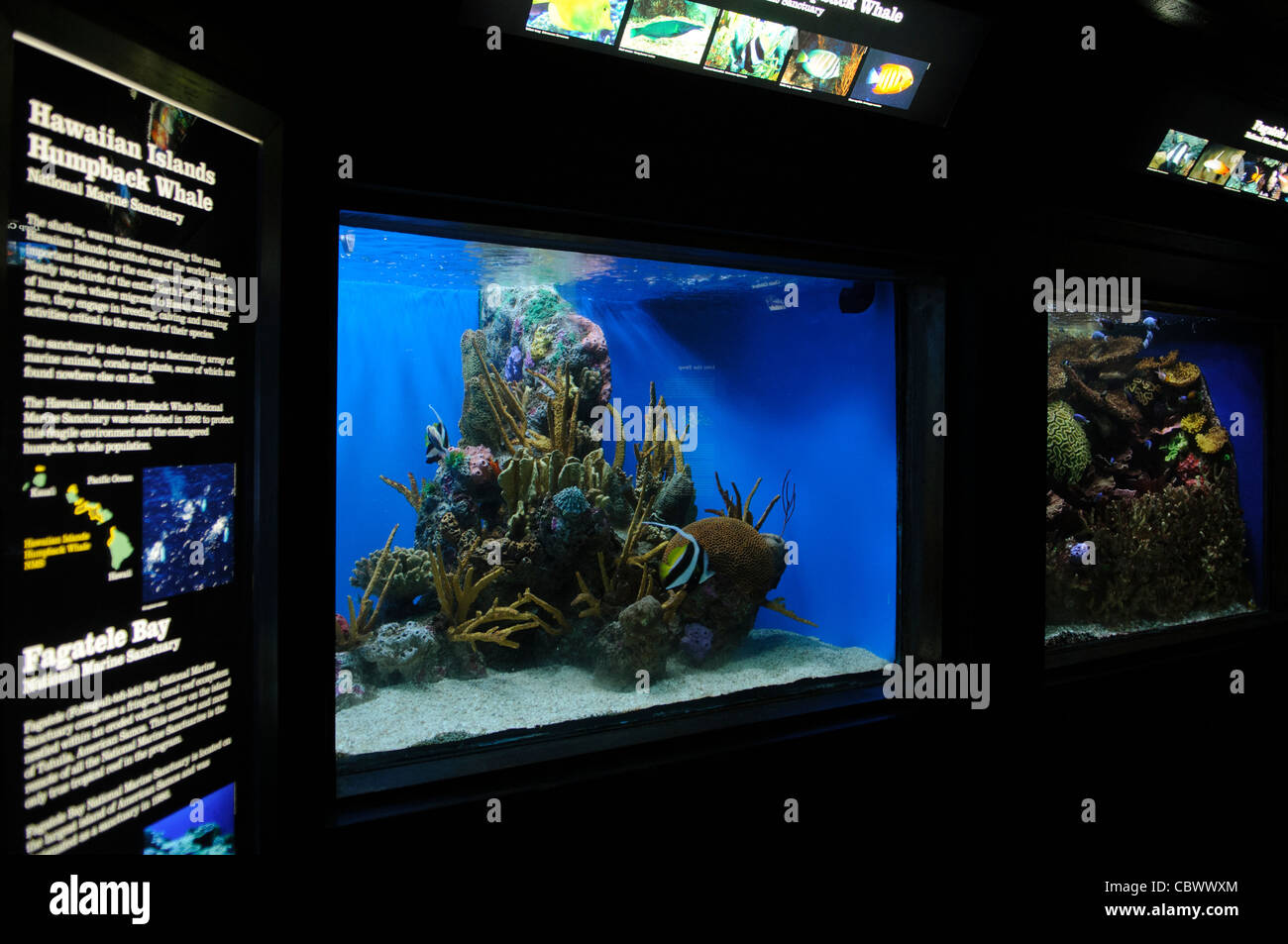 WASHINGTON DC, Stati Uniti d'America - Un reef tropicali presentano al National Aquarium di Washington DC. Il National Aquarium si trova nel seminterrato del Dipartimento del commercio edificio, dove è stato ospitato dal 1932. Molto più piccolo e meno noto di sua affiliata facility Baltimora Washington's acquario nazionale è costituito da una serie di serbatoi illustrati vari tipi di ambienti marini, con speciale enfasi sui molti santuari marini in US marine territorio. NB: l'acquario chiuso nel 2013. Foto Stock