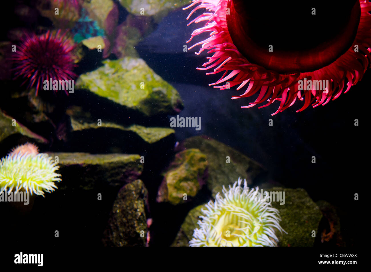 Sea Anemones National Aquarium Washington DC // WASHINGTON DC - anemoni marini dai colori vivaci esposti presso lo storico National Aquarium, che ha operato nel seminterrato del Department of Commerce Building dal 1932 al 2013. La struttura federale ha utilizzato mostre come questa per educare i visitatori sugli invertebrati marini che si trovano nelle acque e nei santuari degli Stati Uniti. Questa esposizione rappresentava uno dei numerosi ambienti marini esposti prima della chiusura dell'acquario. Foto Stock