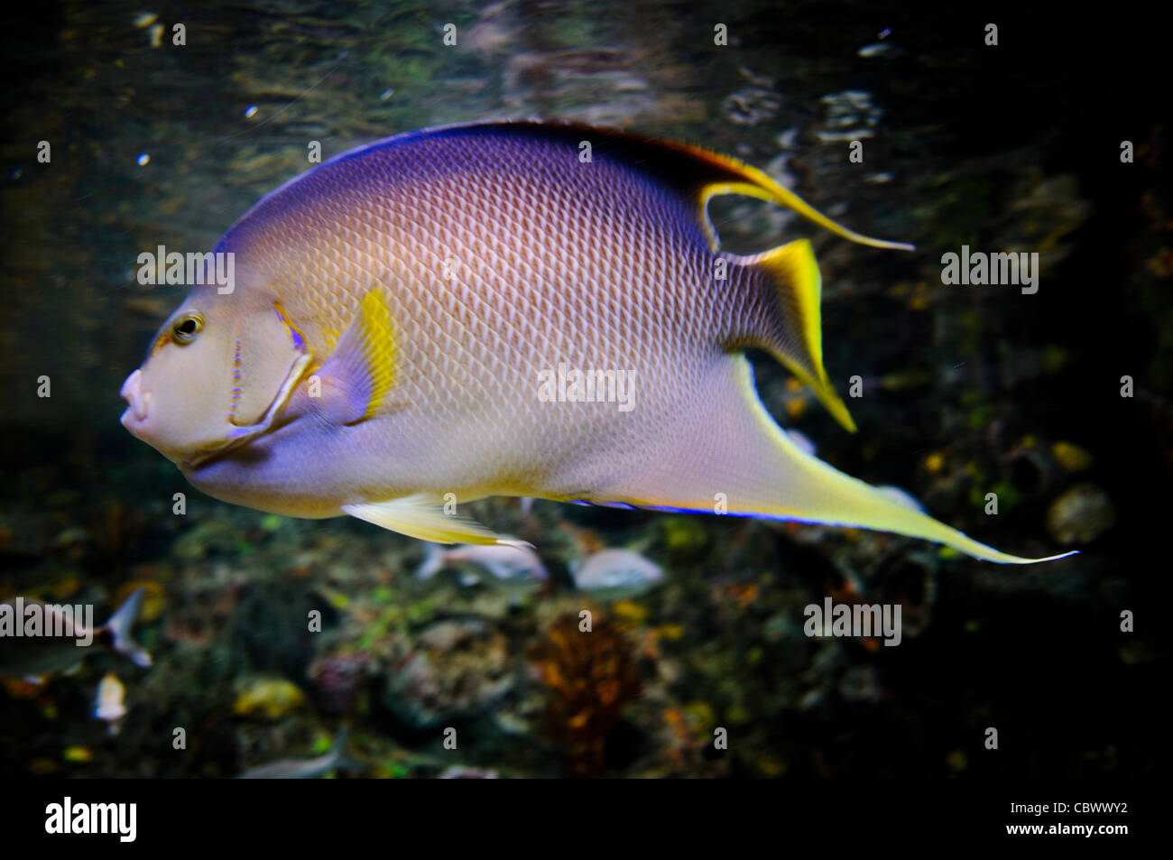 WASHINGTON DC, Stati Uniti d'America - un viola avvistati pesci di scogliera trattini passato in un serbatoio in Acquario Nazionale di Washington DC. Il National Aquarium si trova nel seminterrato del Dipartimento del commercio edificio, dove è stato ospitato dal 1932. Molto più piccolo e meno noto di sua affiliata facility Baltimora Washington's acquario nazionale è costituito da una serie di serbatoi illustrati vari tipi di ambienti marini, con speciale enfasi sui molti santuari marini in US marine territorio. Mostra immagine motion blur. NB: l'acquario chiuso nel 2013. Foto Stock