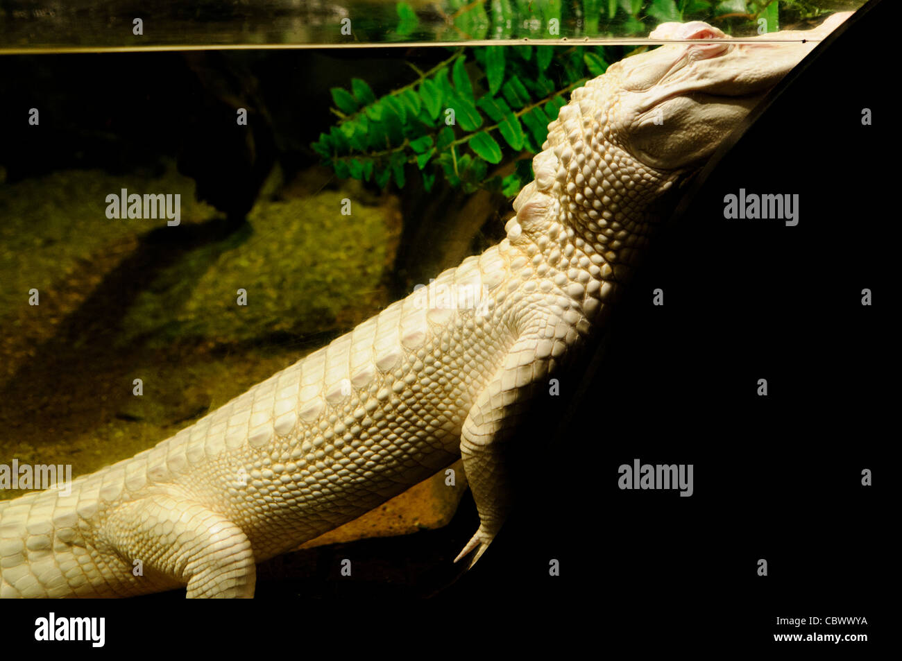 Albino Alligator National Aquarium Washington DC // WASHINGTON DC - Oleander, un raro alligatore albino, è stato esposto al National Aquarium nell'edificio del Dipartimento del commercio come parte della mostra Secrets of the Swamp del 2011. La struttura, operativa dal 1932 al 2013, ha ospitato mostre che evidenziano vari ambienti marini e acquatici. Gli alligatori albini sono estremamente rari in natura, con solo poche dozzine di esemplari noti. Foto Stock