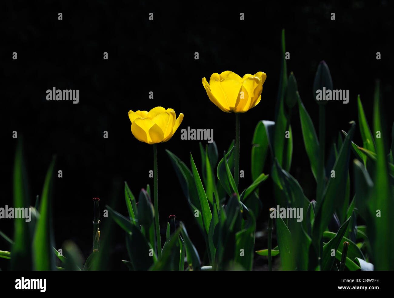 Tulipano giallo Foto Stock