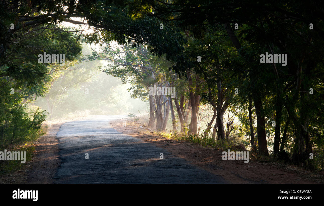 Tunnel di alberi nella campagna indiana. Andhra Pradesh, India Foto Stock