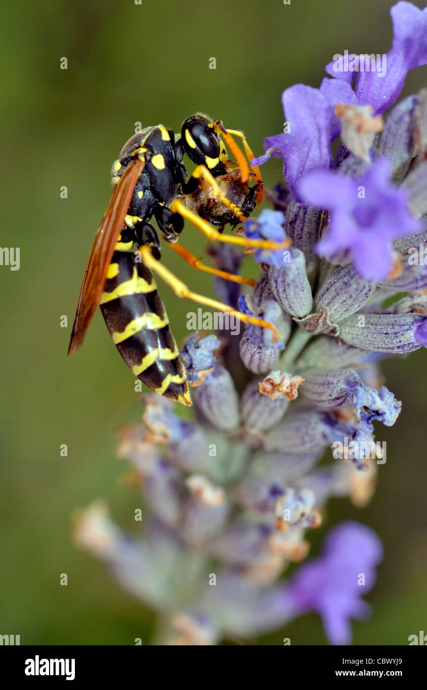 Macro di vespa visto di profilo di mangiare un insetto sul fiore lavanda Foto Stock