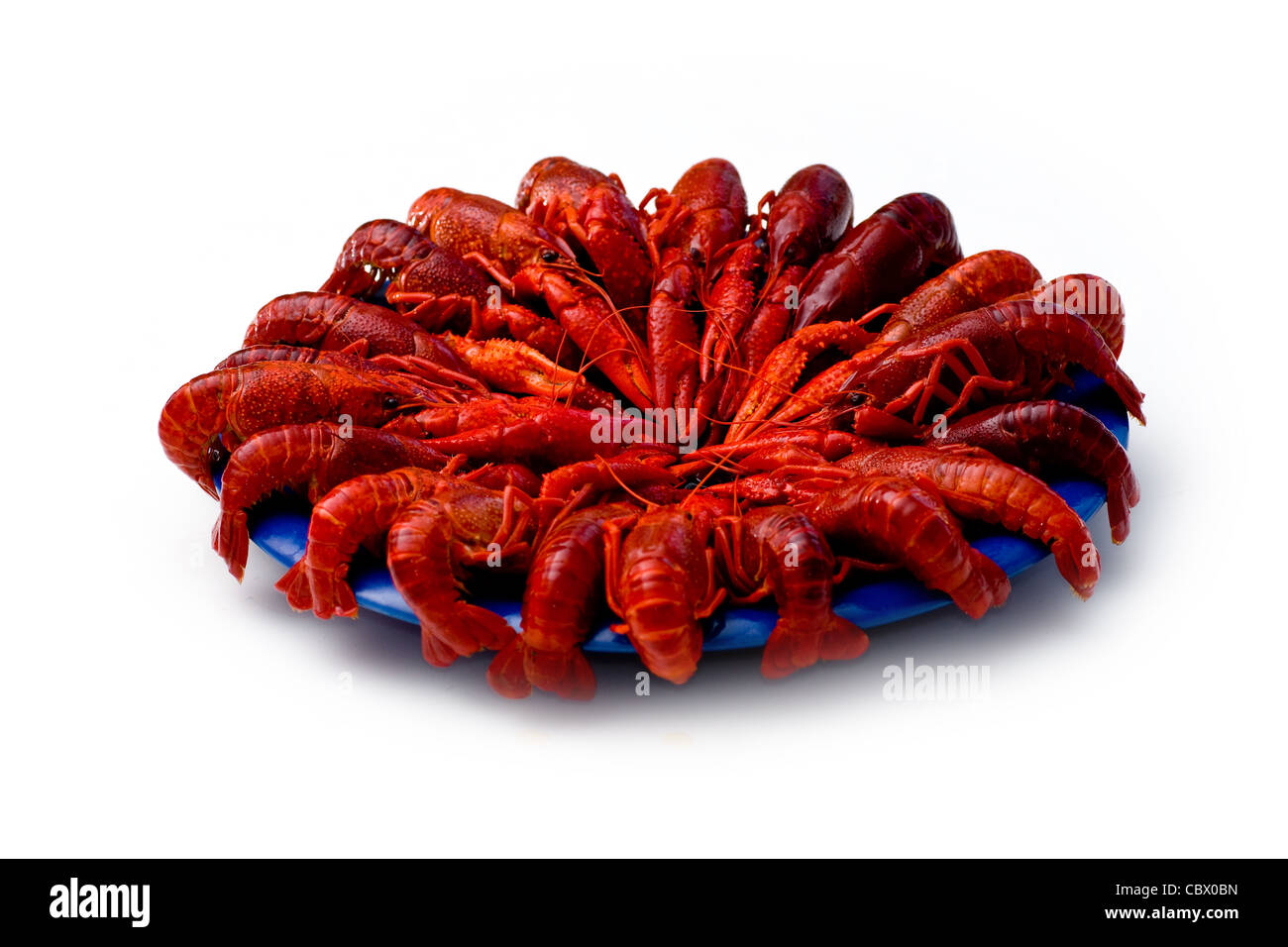 Gamberi di fiume Foto Stock