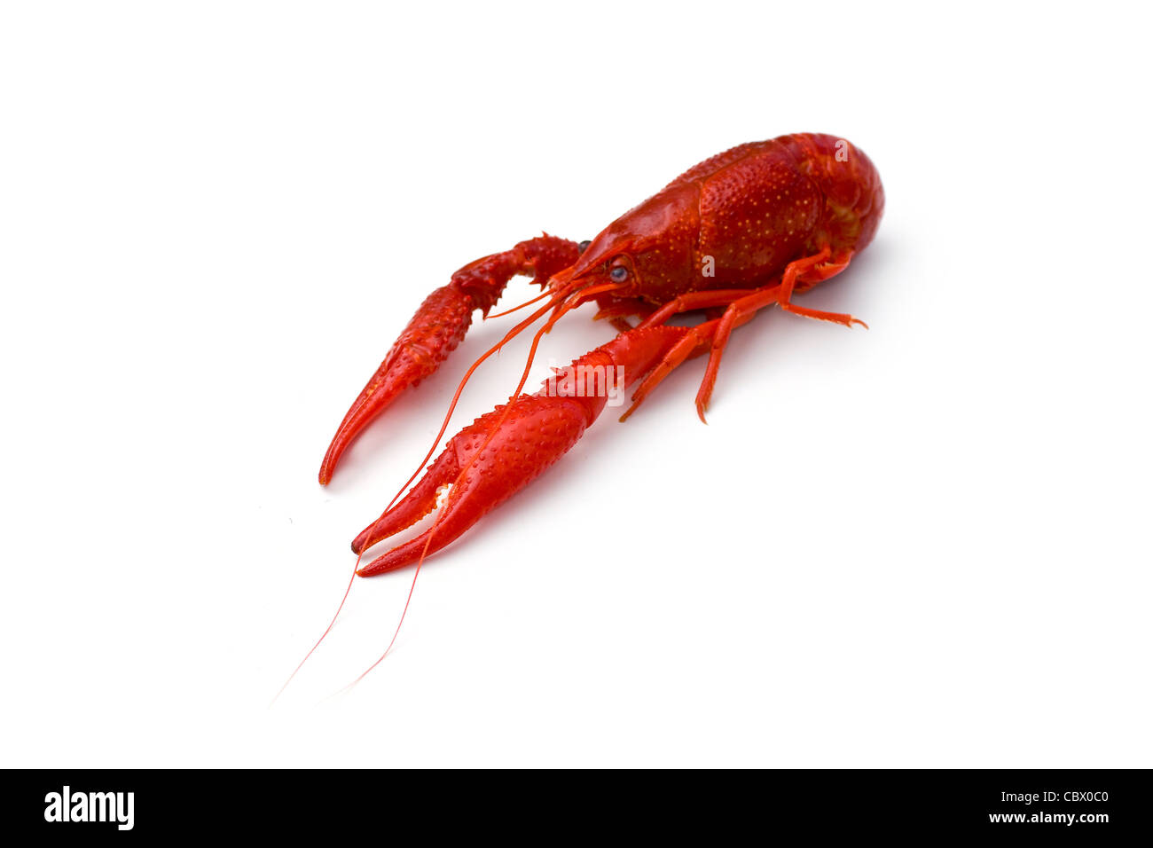 Gamberi di fiume Foto Stock