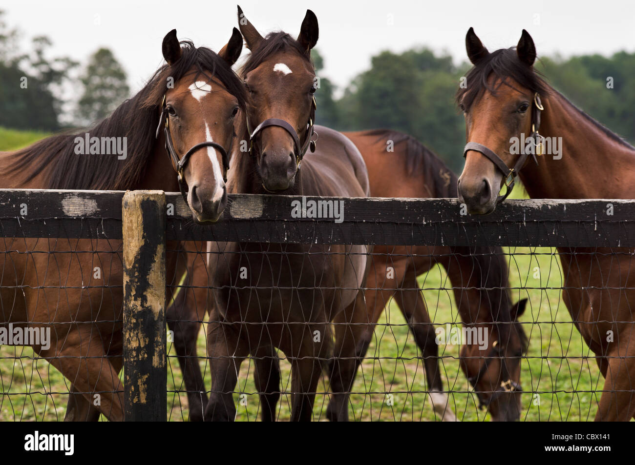 HORSE FARM GAND NEW YORK Foto Stock