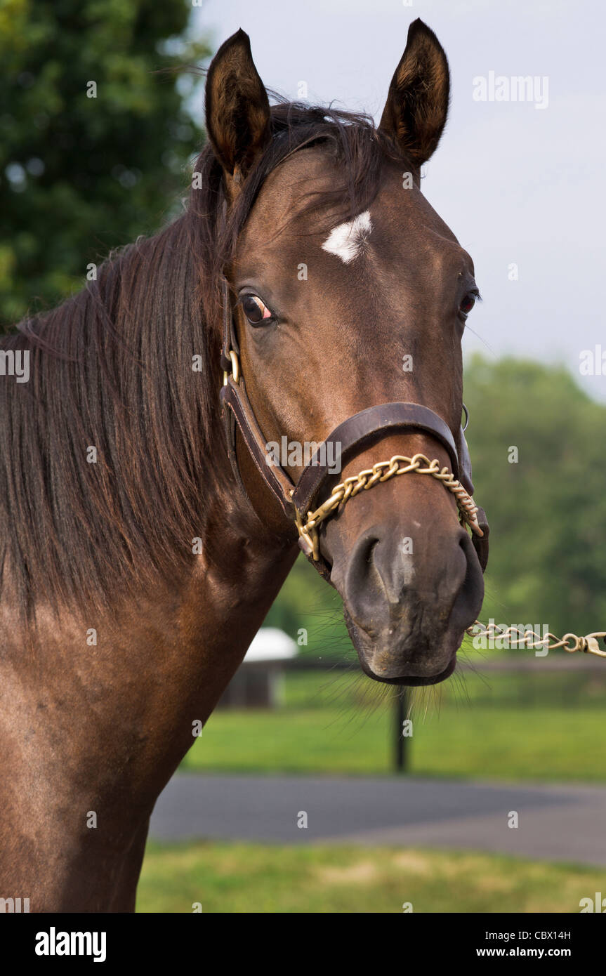 HORSE FARM GAND NEW YORK Foto Stock
