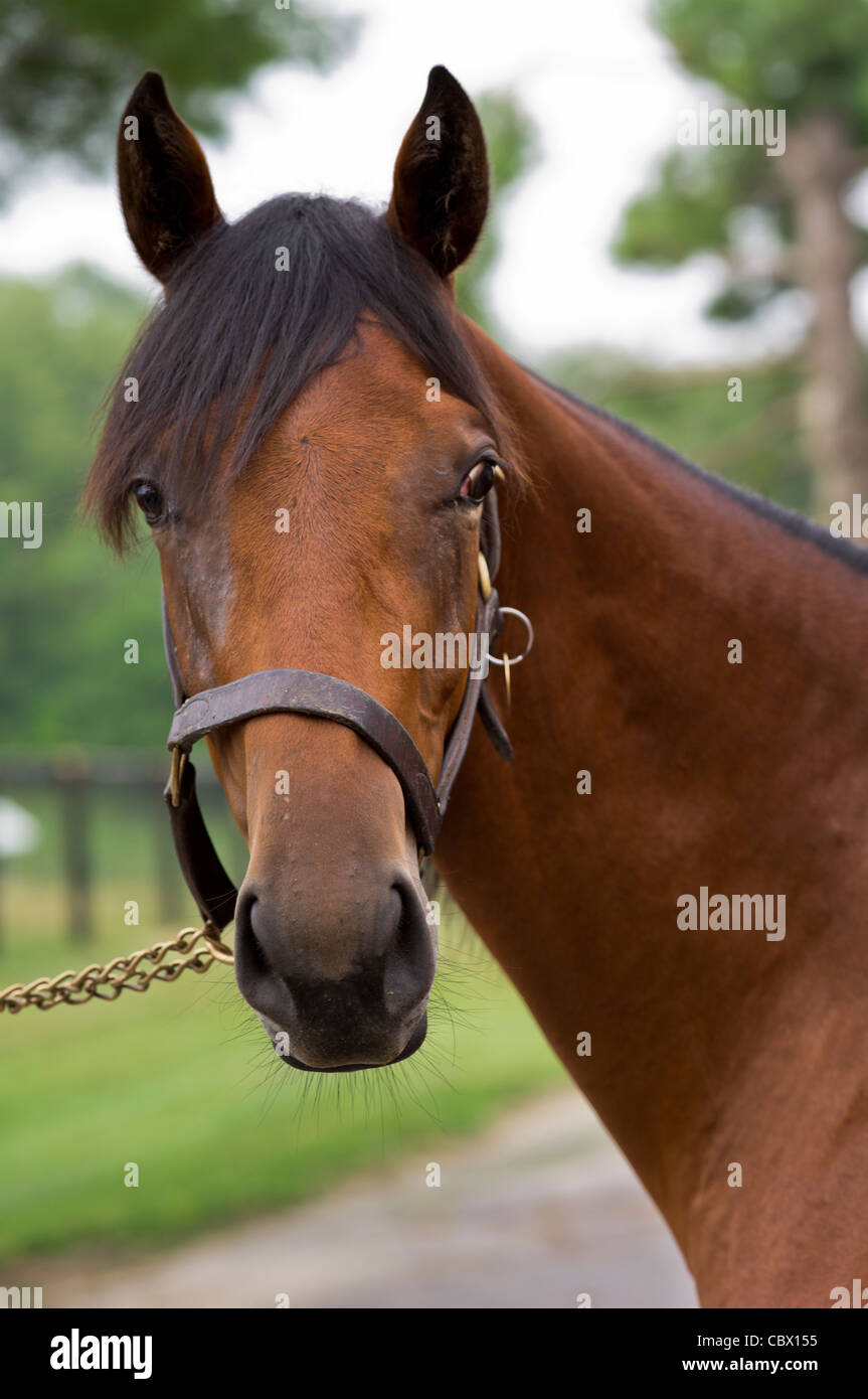 HORSE FARM GAND NEW YORK Foto Stock