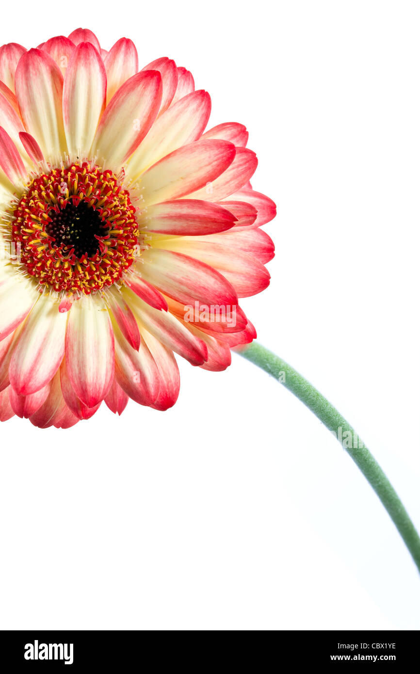 Bellissimo fiore di gerbera isolati su sfondo bianco Foto Stock