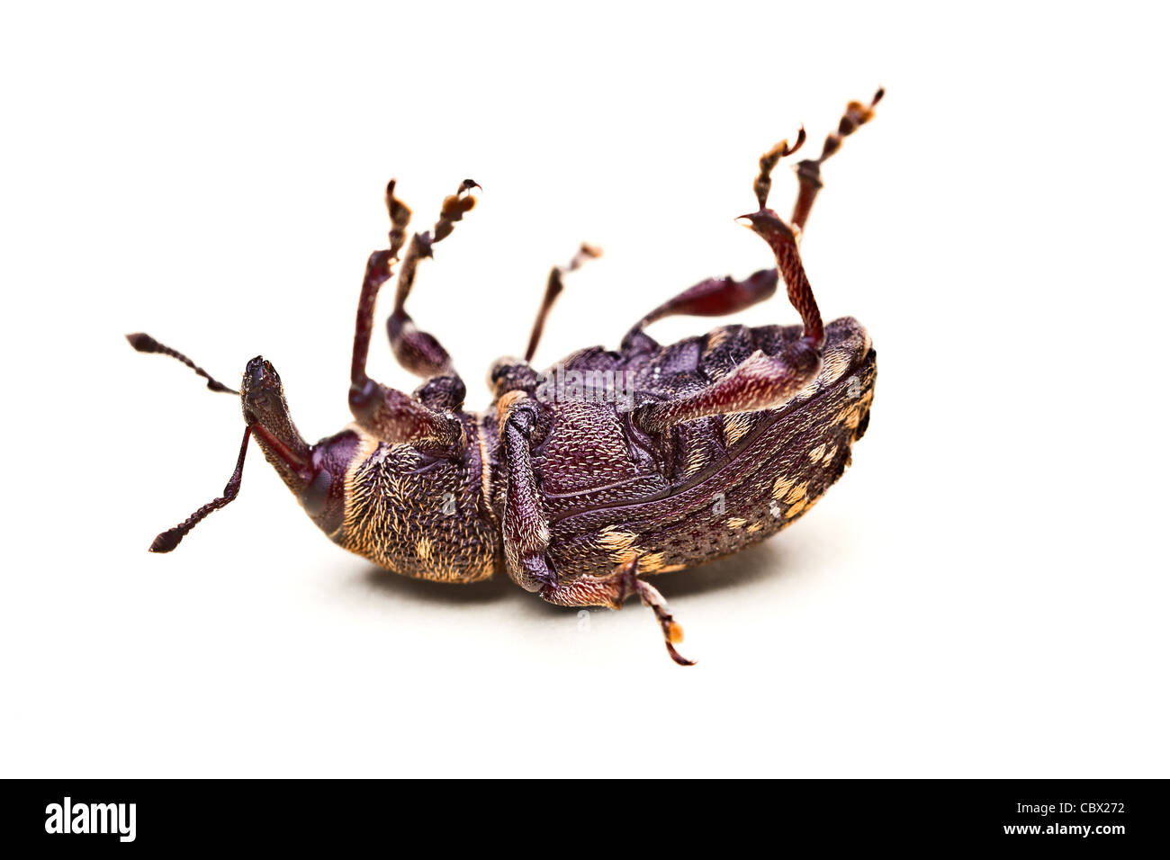 Closeup colpo di un sottosopra beetle isolato su bianco Foto Stock