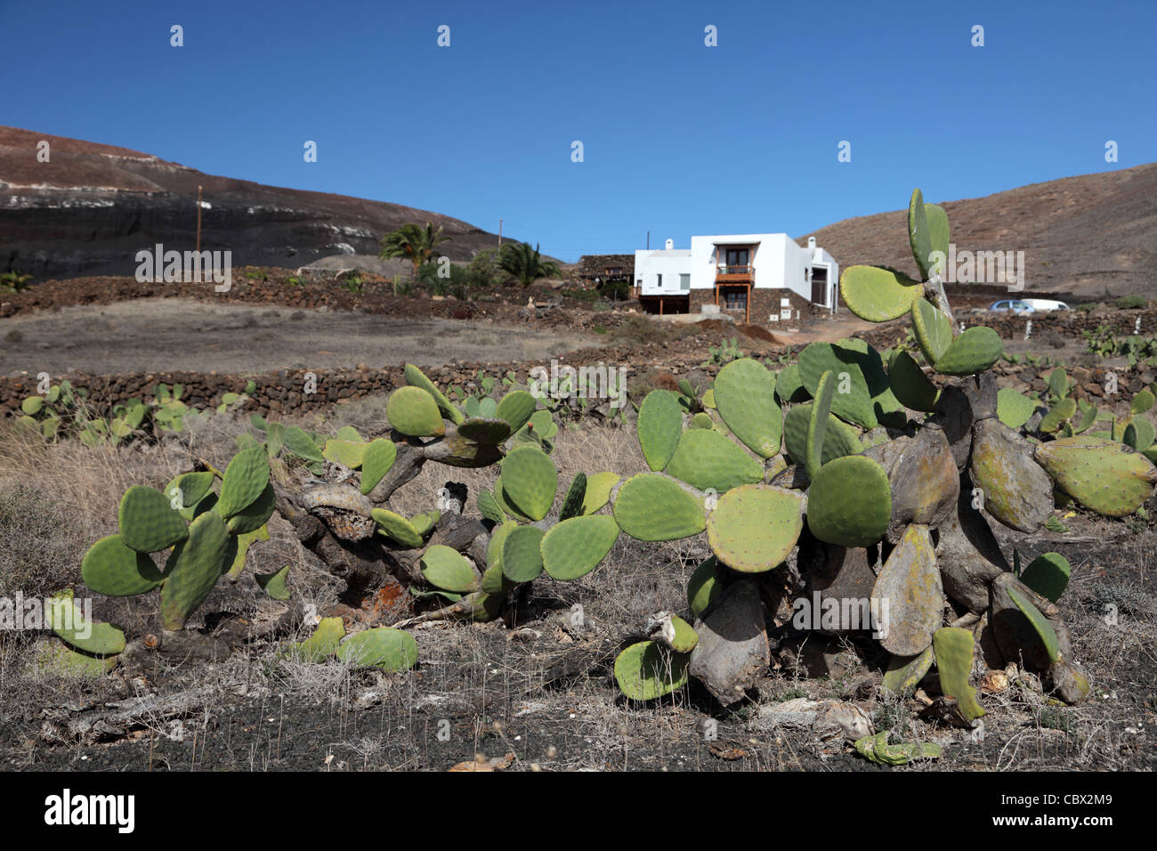 Il Cactus di fronte la casa tradizionale a Lanzarote isole Canarie Spagna Foto Stock