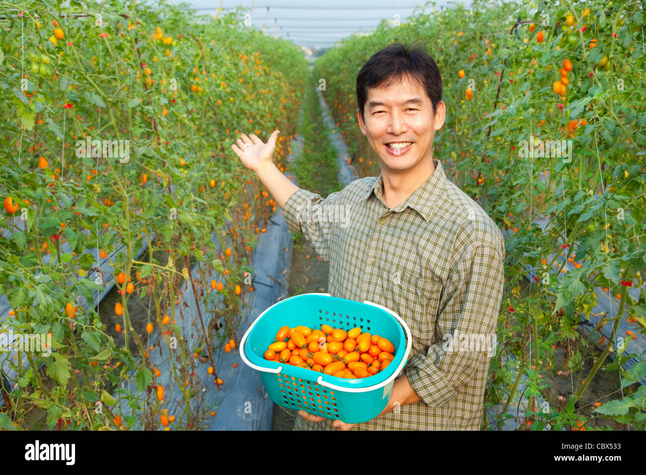 Asiatica di successo l'agricoltore che detiene il pomodoro per la sua azienda Foto Stock