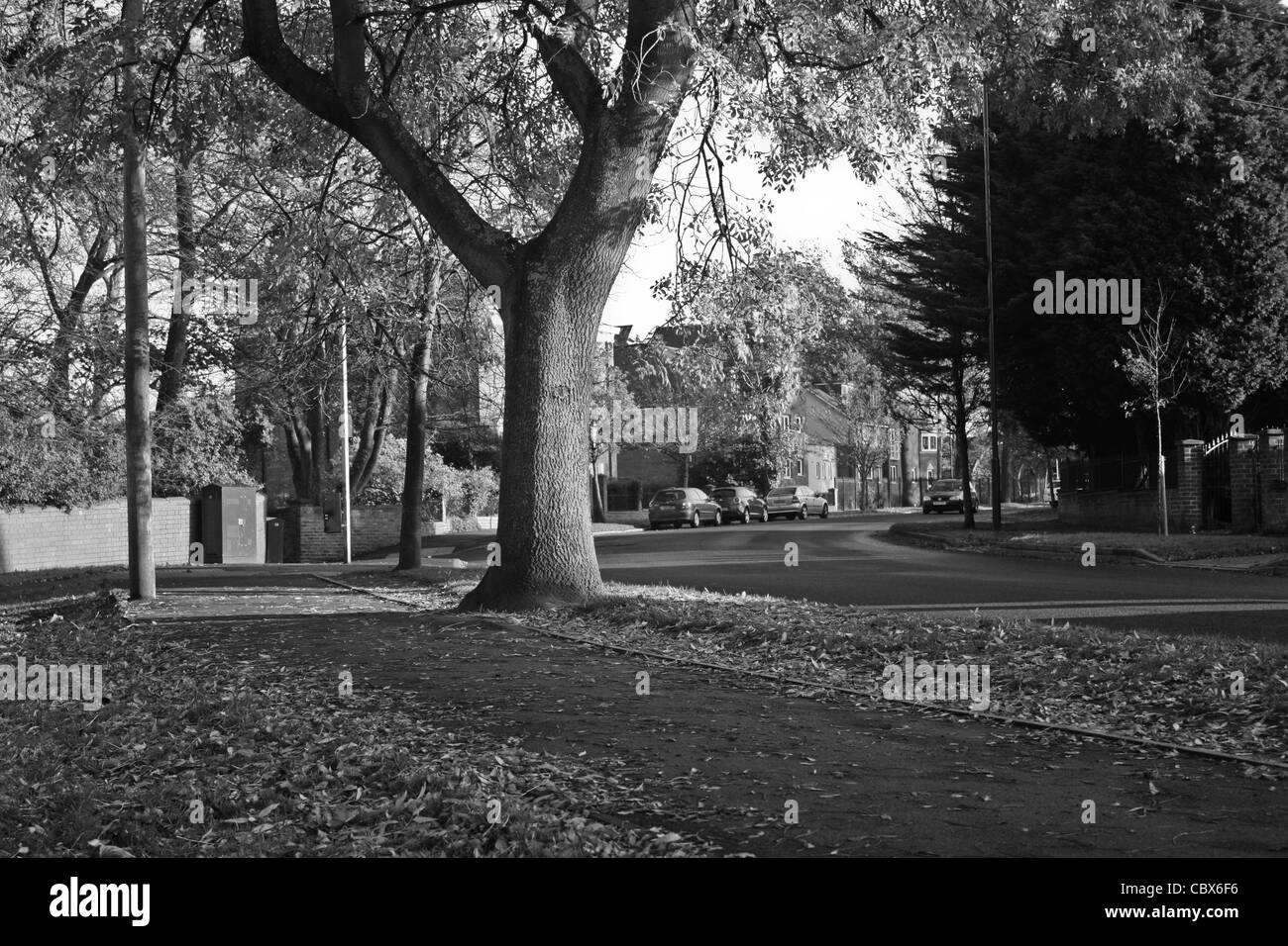 Autunno scena su una strada nella città di Sunderland. Foto Stock