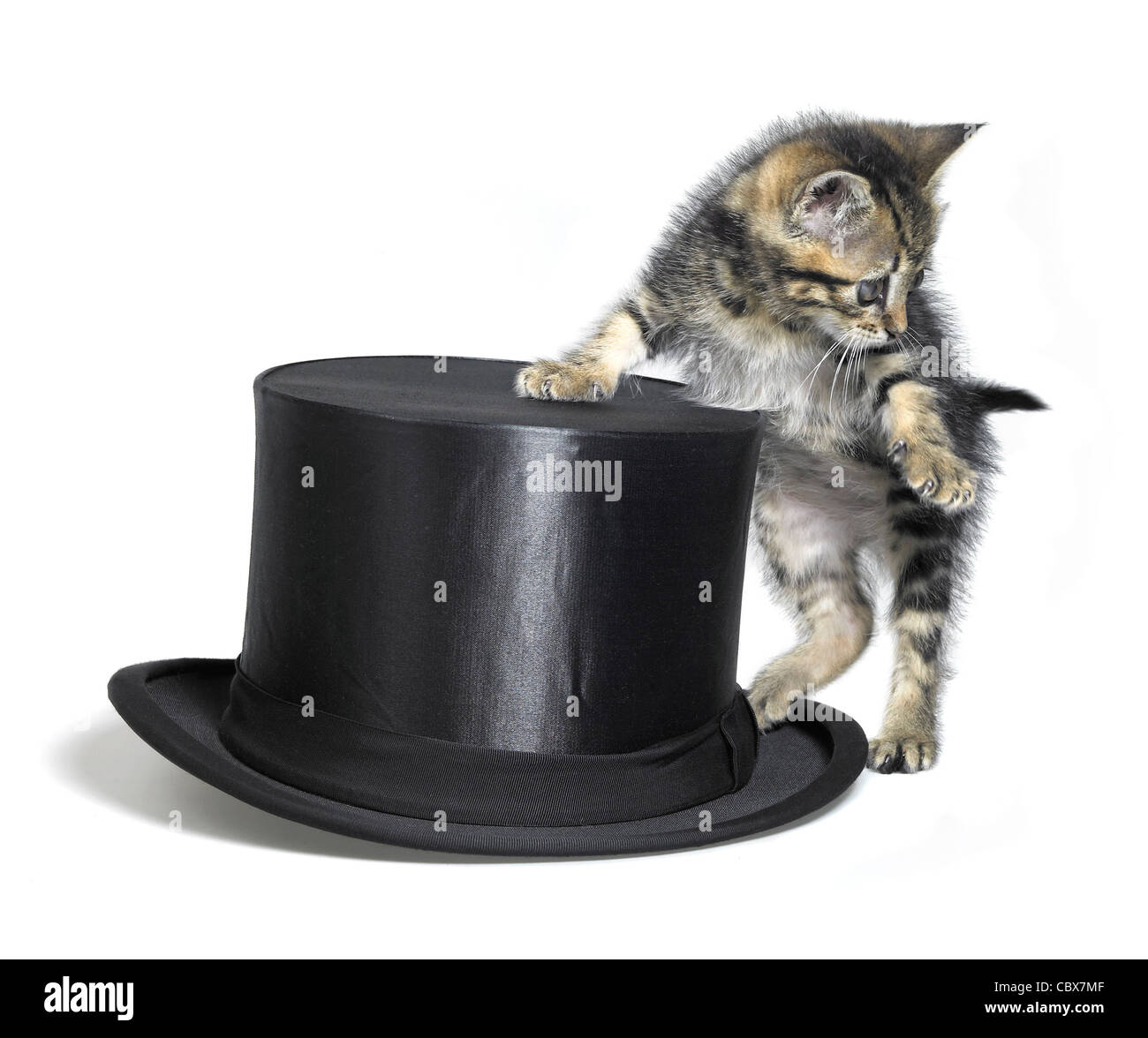 Studio fotografico di un gattino ritti accanto a un nero top hat, isolato su bianco Foto Stock