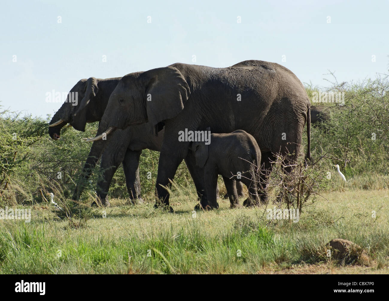 Sunny illuminato Panorama comprendente alcuni elefanti in Uganda (Africa) Foto Stock