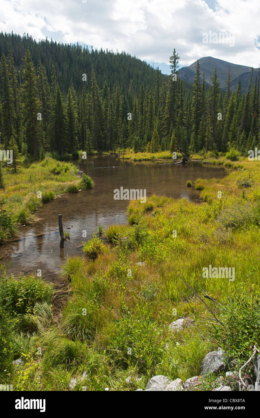 Beaver pond di pioppi neri americani Creek, Chaffee County, Colorado Foto Stock