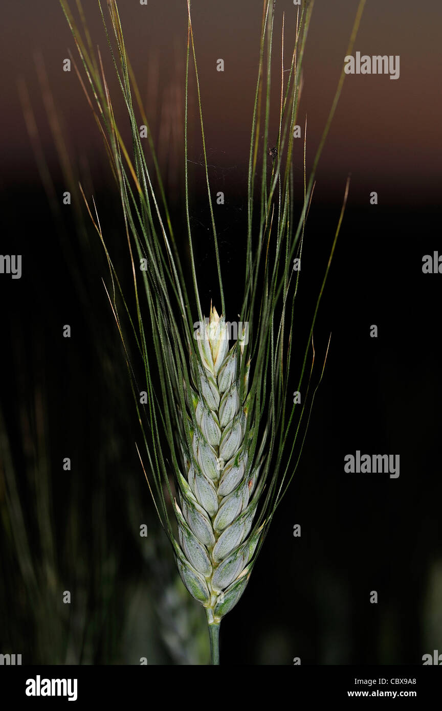 Una spiga di grano Foto Stock